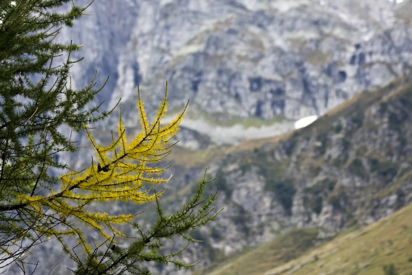 Lärchenzweig mit herbstlich gelben Nadeln vor Felswänden im Gebirge